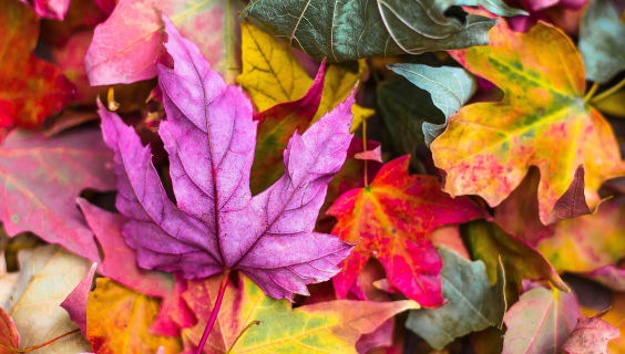 Nedfaldne efterårsblade i mange farver